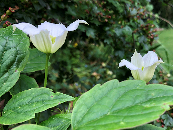 C. 'TamLyn' - 7 June 2022, relatedly late flowering and showing green veining on reverse with leaves indicating chrysocoma heritage©Val Le May Neville-Parry