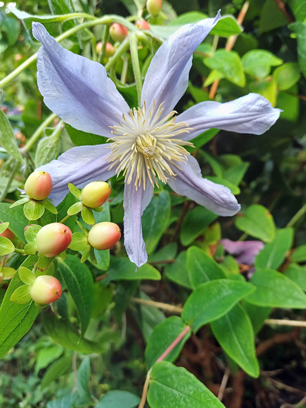 C. 'Zostarri' STAR RIVER©Roy Nunn