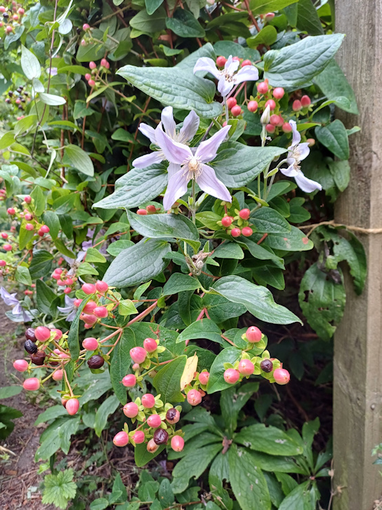 C. 'Zostarri' STAR RIVER©Roy Nunn