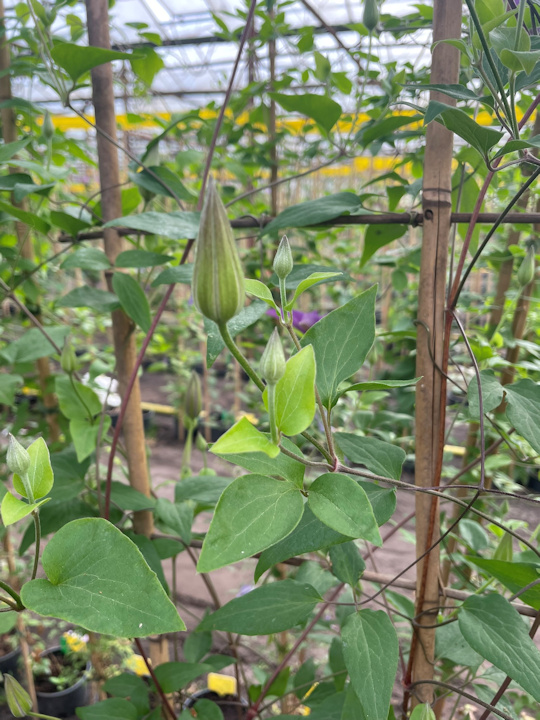 Large buds appearing