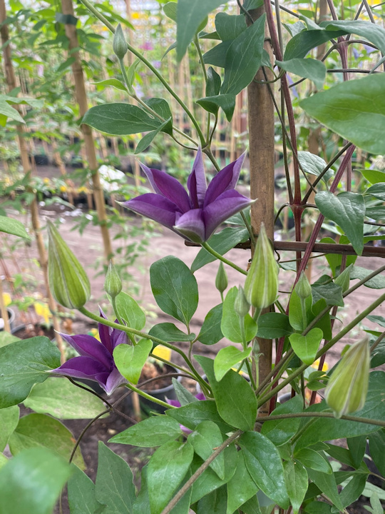 Flower starting to unfurl