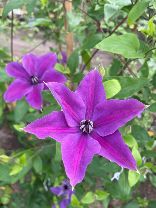 Beautiful young flower