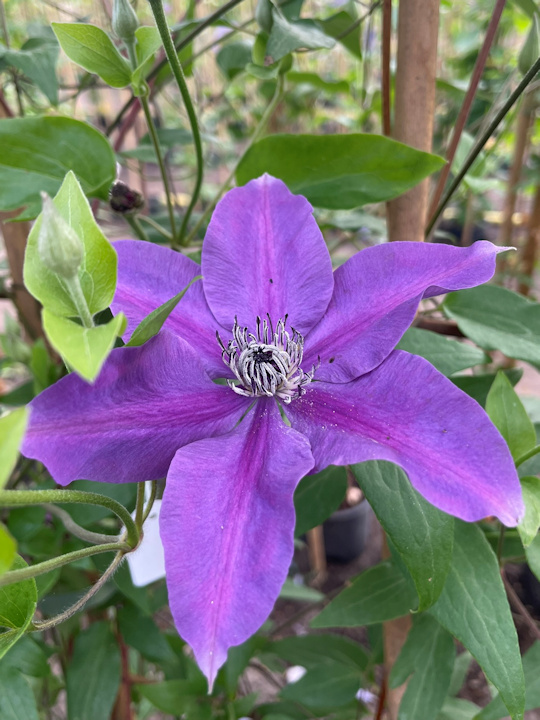 Older flower starting to go over