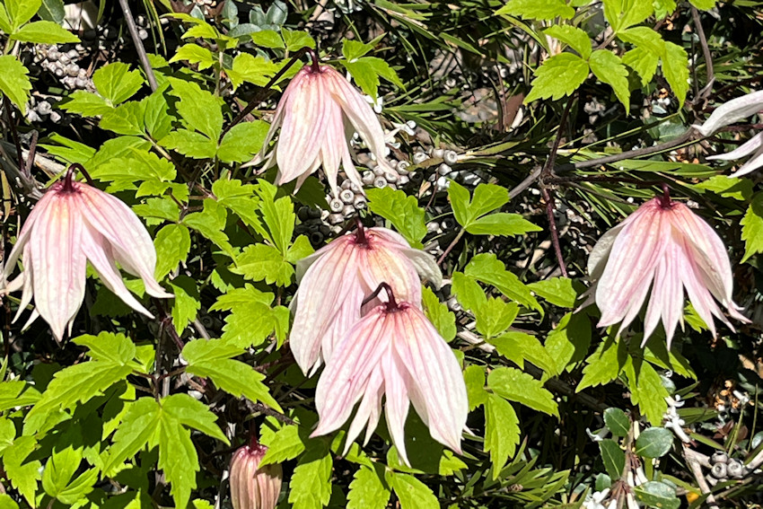 C. 'Pink Swing'©Linda Beutler