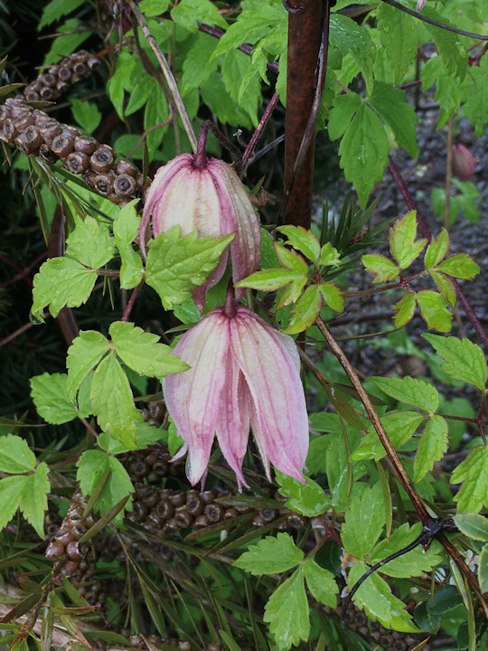 C. 'Pink Swing'©Linda Beutler
