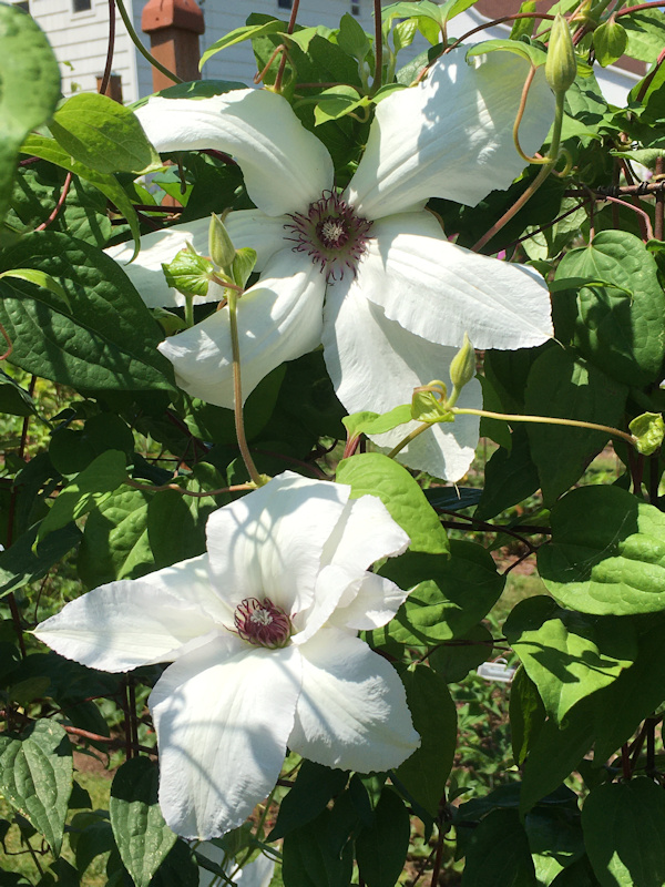 C. 'Bambino' on 21 June 2021©Linda Beutler