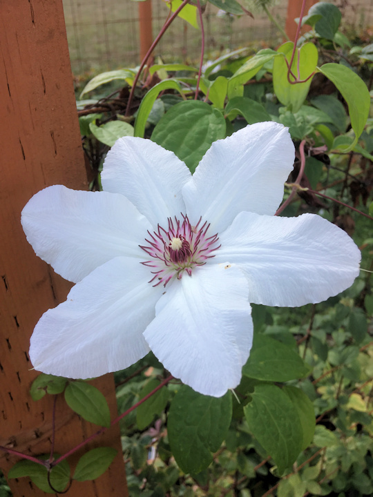 C. 'Bambino' on 18 Sept 2018©Linda Beutler