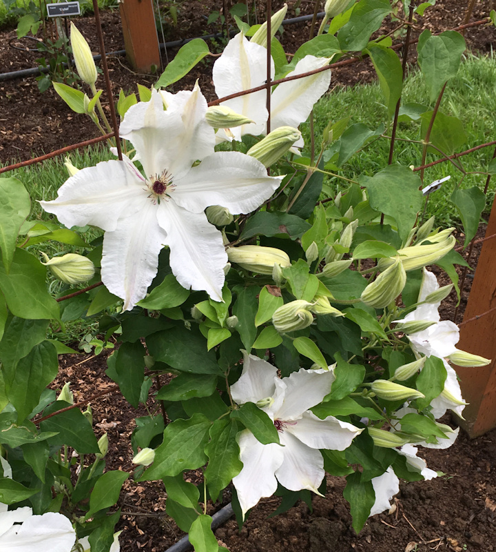 C. 'Beautiful Bride' on 20 May 2020©Linda Beutler