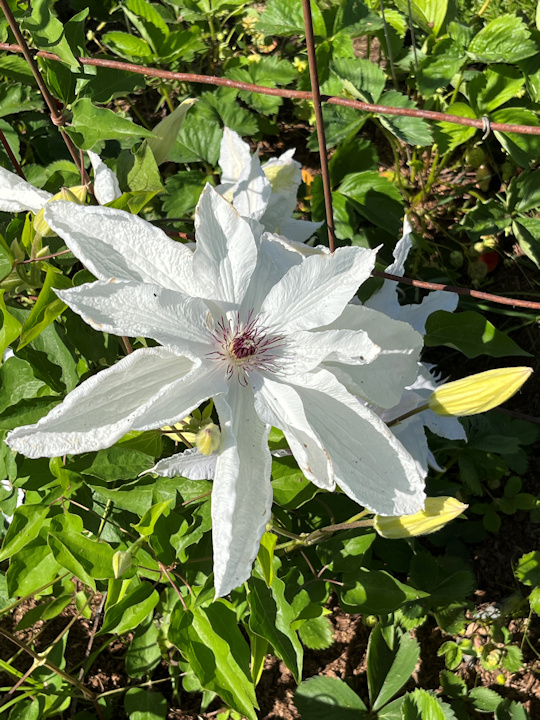 C. 'Beautiful Bride' on 29 May 2023©Linda Beutler