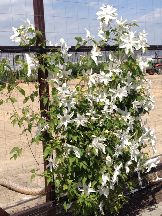 C. 'Beautiful Bride' on 18 June 2016©Linda Beutler