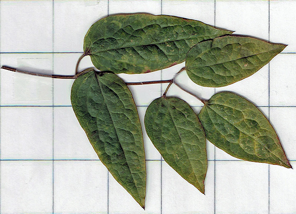 C. 'Cleminov15' SAPHYRA®NANCY - typical leaf form sown on an inch (25.4mm) grid©Roy Nunn