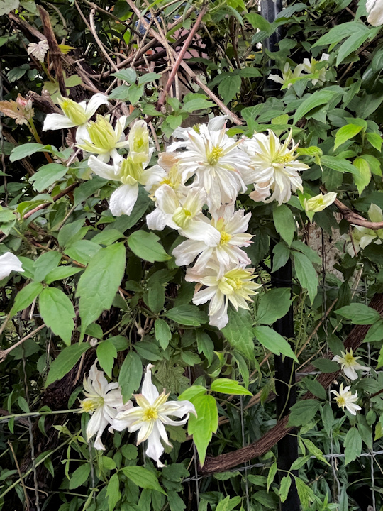 C. 'Jenny Keay' in the author's garden in Oregon, fluffy and creamy on the shady side of antique wire fencing©Linda Beutler