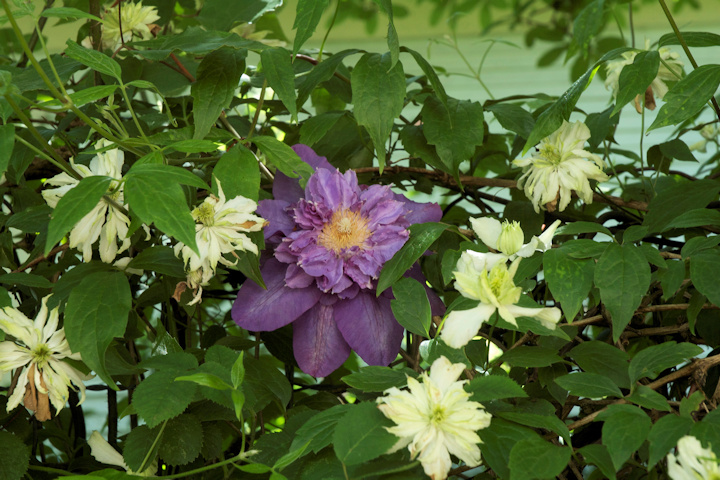 C. 'Jenny Keay' On the shady side of the fence at Tanglevine Cottage, blooming with the double spring flowers of C. 'Vyvyan Pennell'©Linda Beutler