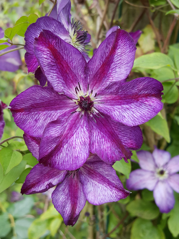 C. ‘Zo09088' SUPER NOVA showing deep reddish coloured central bar of the tepal