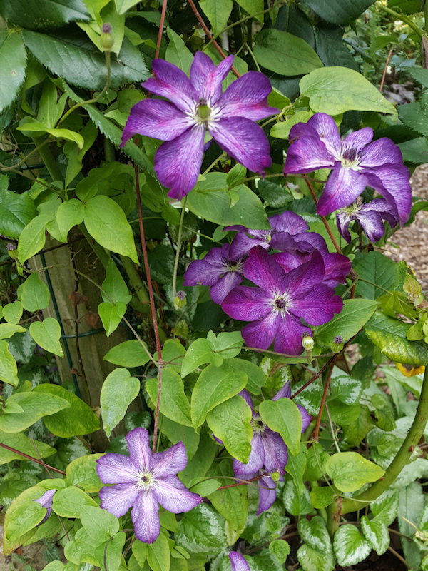 C. ‘Zo09088' SUPER NOVA in 2019 with light and dark flowers