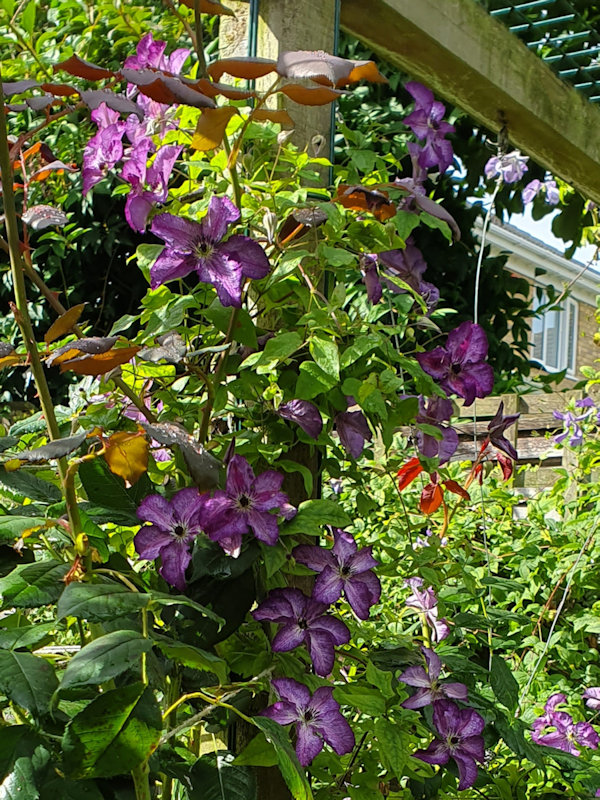 C. ‘Zo09088' SUPER NOVA in 2023 with more uniformly coloured flowers backlit by the sun