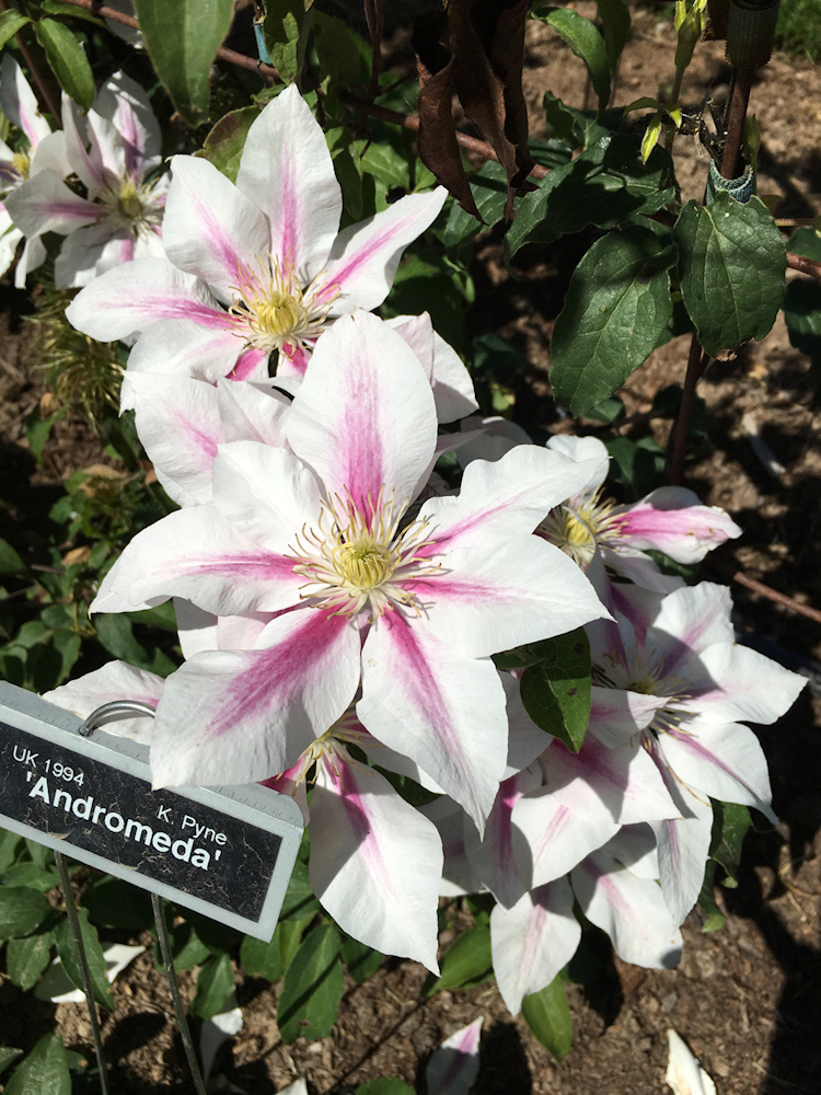 Taken in July, 2020, this shows the typical first rebloom after the double flowers are spent (or removed!)&copy;Linda Beutler