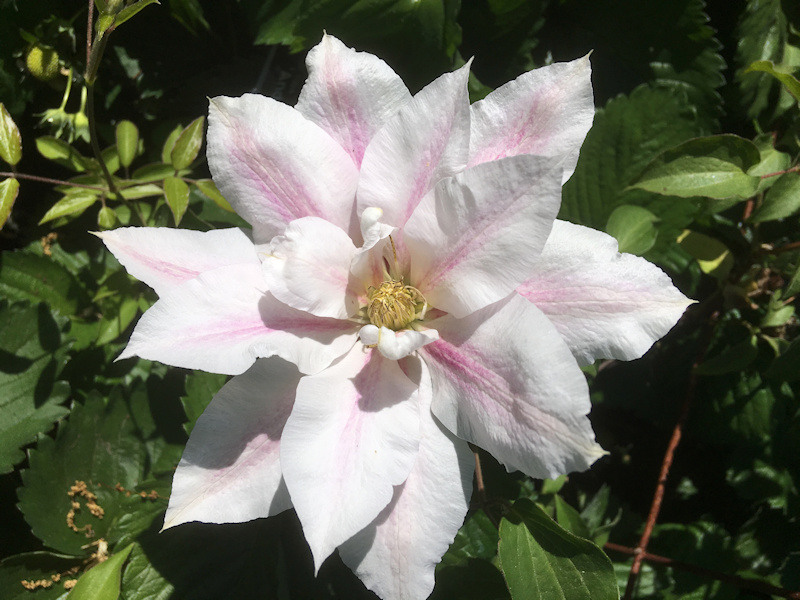 May 2018, showing the double flower&copy;Linda Beutler