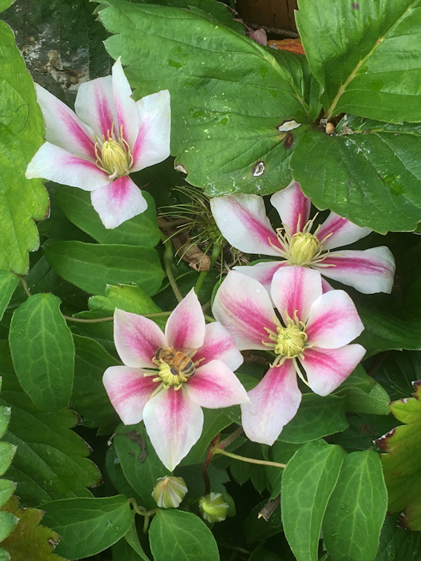 Late August 2019 showing a third bloom wave amid strawberry foliage used for groundcover&copy;Linda Beutler