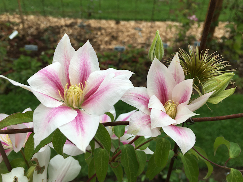 Late September 2021 and flowering at not quite 2m tall&copy;Linda Beutler