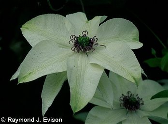 C.florida PISTACHIO TM 'Evirida'©R.Evison