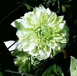 Clematis florida Plena