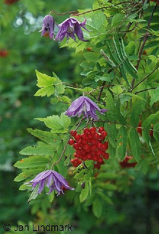 Clematis 'Georg'