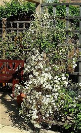 Clematis 'Early Sensation'