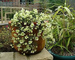 C. 'Pixie'
