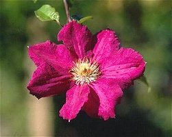Clematis 'Kardynal Wyszynski'©K.Woolfenden