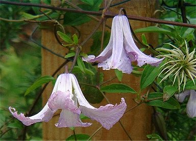 Clematis 'Betty Corning'©K.Woolfenden