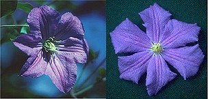 C. 'Prince Charles' & C. 'Perle d'Azur'©K.Woolfenden