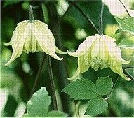 C. chiisanensis©B.Rogerson