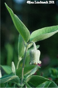 Clematis coactilis©J.Lindmark
