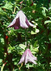 Clematis viticella&copy;K.Woolfenden