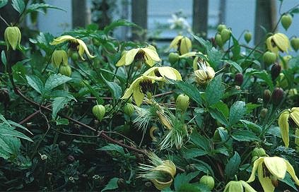 Clematis serratifolia©K.Woolfenden