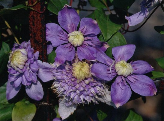 Clematis 'Blue Light'&copy;K.Woolfenden