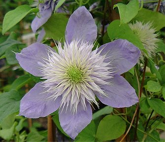 Clematis BLUE LIGHT&copy;K.Woolfenden