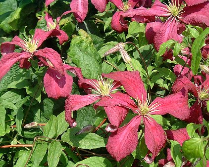 Clematis 'Madame Julia Correvon'©K.L.Woolfenden