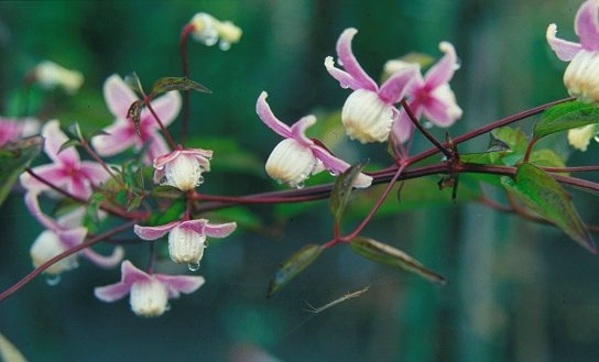 Probably Clematis yuanjiangensis©M.Brown