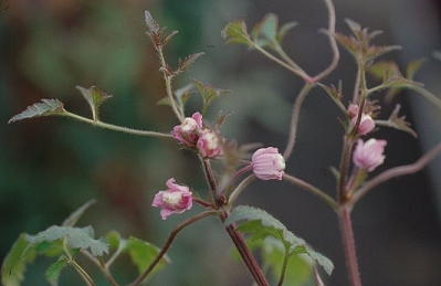 Clematis ranunculoides©M.Brown
