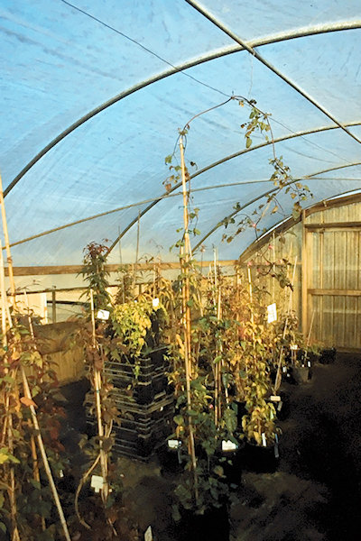 C. ranunculoides at Gutmann's Nursery in October 2005©Linda Beutler