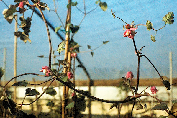 C. ranunculoides at Gutmann's Nursery in October 2005©Linda Beutler