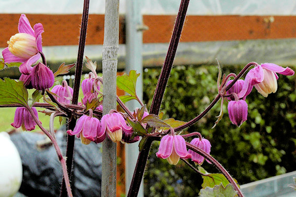 C. ranunculoides in the Rogerson Clematis Collection, the last specimen, taken in 2008.©Linda Beutler
