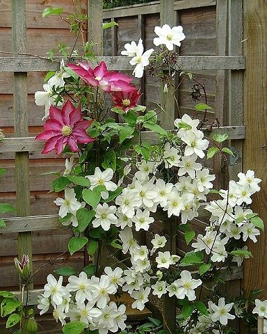 Clematis 'Kakio'©K.Woolfenden