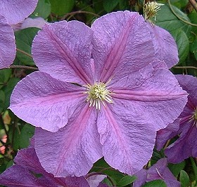 C. 'Victoria'©K.Woolfenden