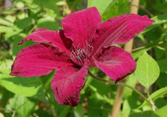 Clematis 'R&uuml;&uuml;tel'&copy;B.Rogerson