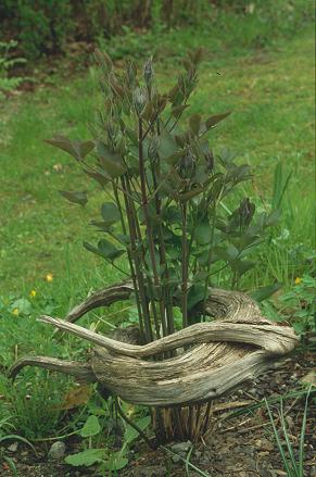 Clematis recta&copy;J.Lindmark