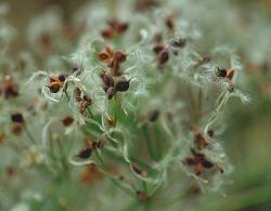 Clematis recta&copy;J.Lindmark