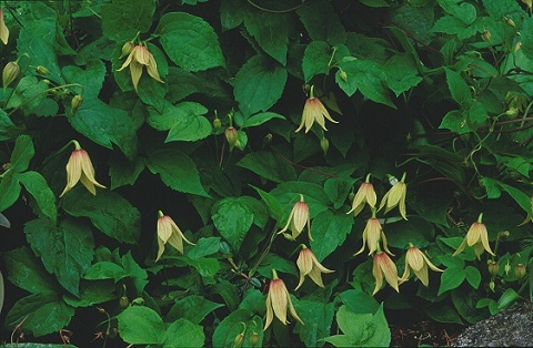 Clematis koreana var. lutea©J.Lindmark